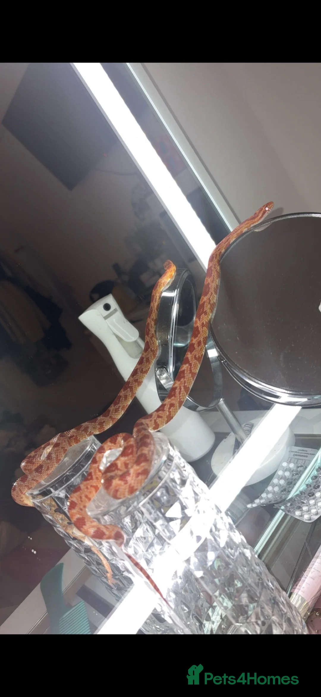 Corn Snake reptiles for sale: Corn snake with Viv for sale  - Advert 2