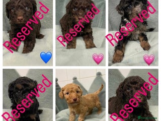 Cavapoo dogs ✨1 girl remaining ✨Ready 22nd Dec f1b cavapoos - Advert 16