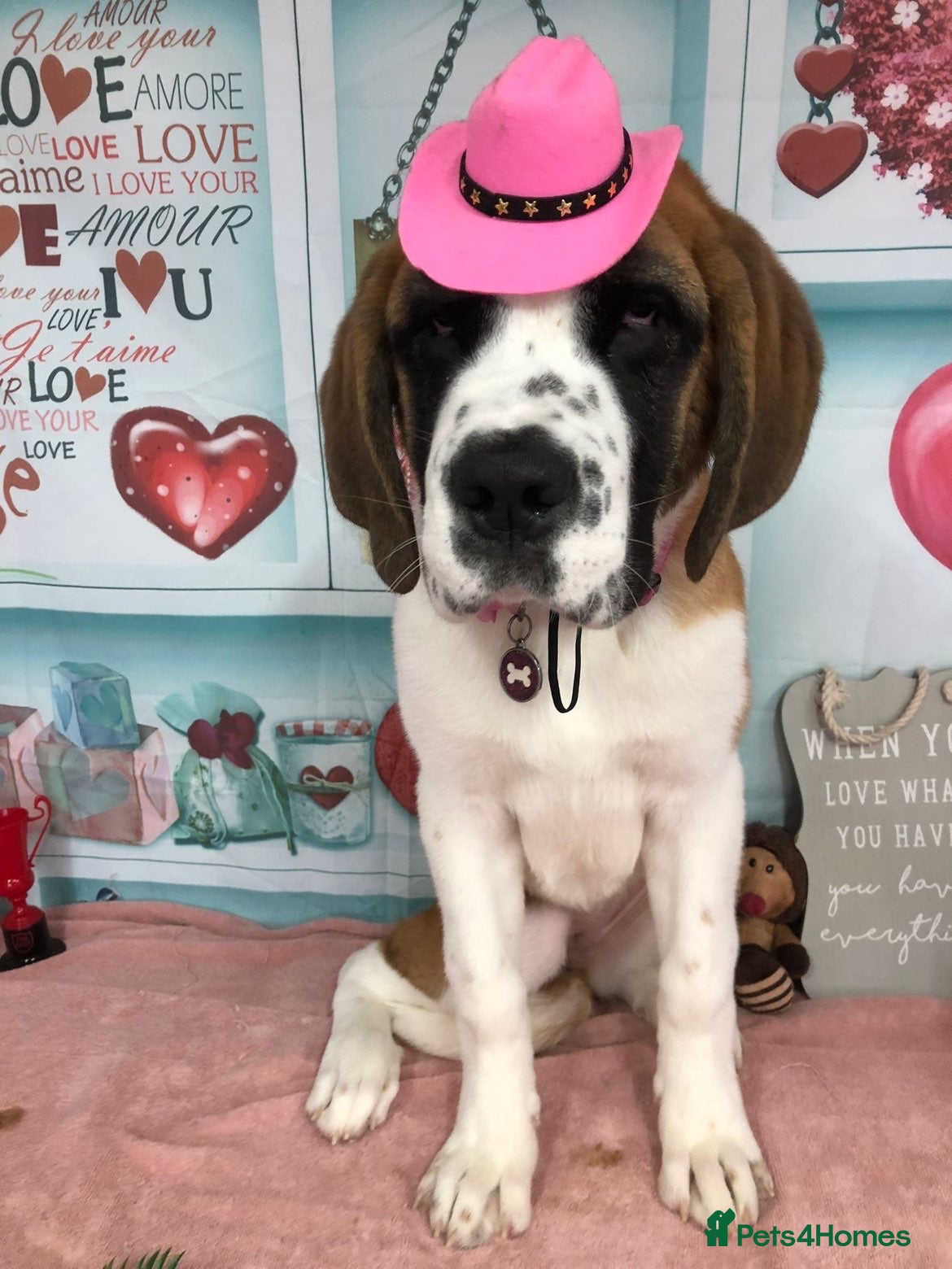 Saint Bernard dogs Beautiful Female Saint Bernard Puppy - Advert 1