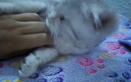 Maine Coon cats for sale: Gorgeous maine coon - Image 8