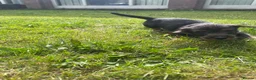 Dachshund dogs for sale: 3 beautiful boy wired haired sausages  - Advert 8