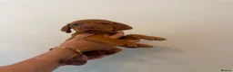 Hungarian Vizsla dogs for sale: KC Hungarian Vizsla Puppies - Advert 20
