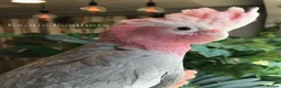 Cockatoo birds for sale: Cuddly Baby Galah Cockatoos For Sale in Bury - Advert 6