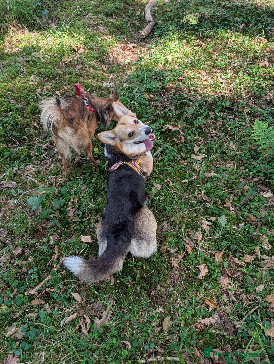 Welsh Corgi Pembroke dogs for stud: Tri Coloured Pembroke Welsh Corgi for stud - Advert 3