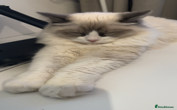 Ragdoll cats for sale: Sweet Ragdoll Cat for sale (GCCF Registered) - Image 3