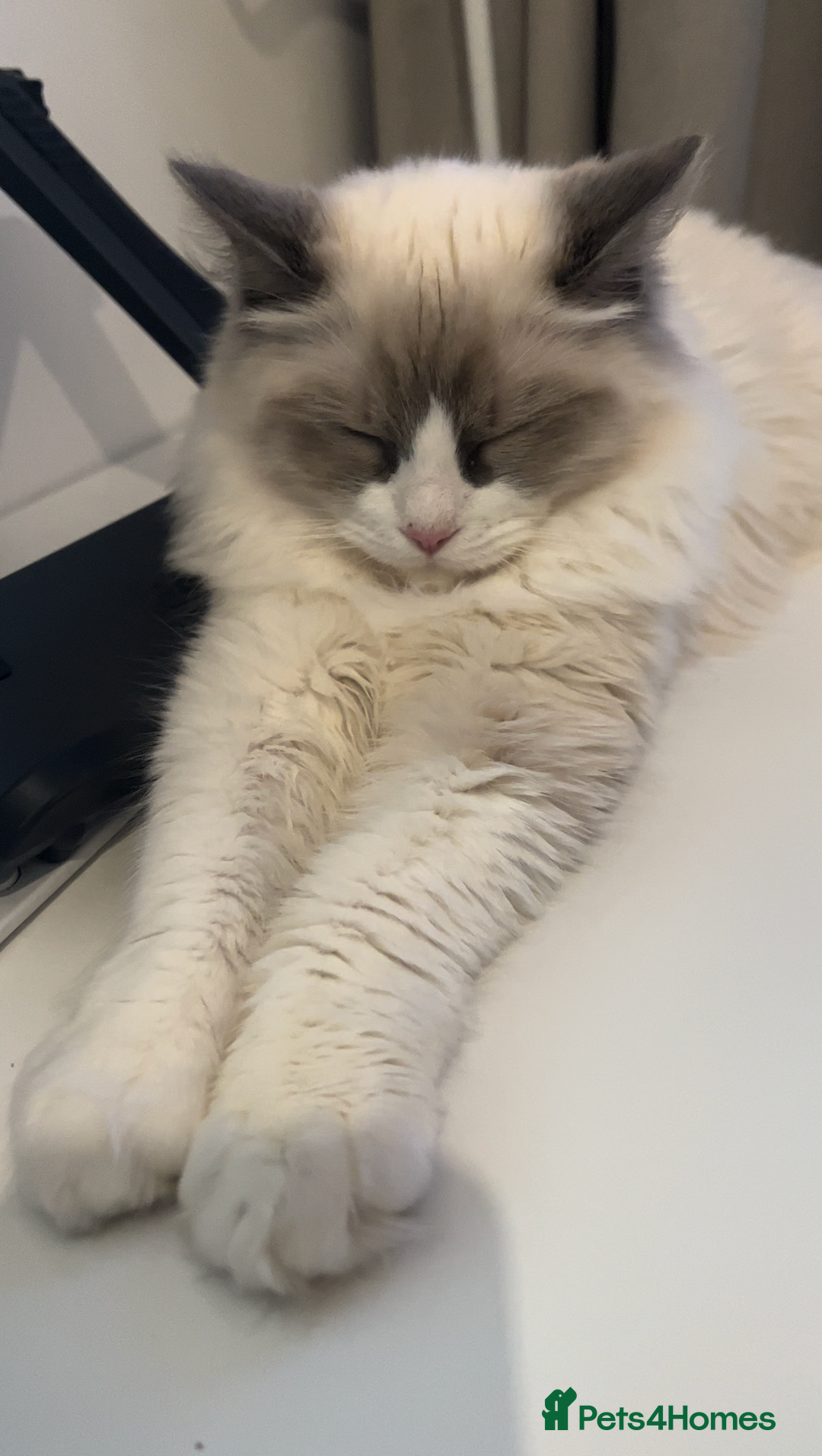Ragdoll cats for sale: Sweet Ragdoll Cat for sale (GCCF Registered) - Image 3