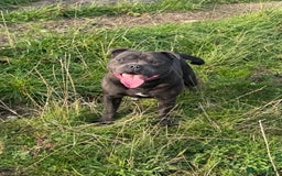 Staffordshire Bull Terrier dogs for stud: Quality health tested blue Stafford stud  - Image 3