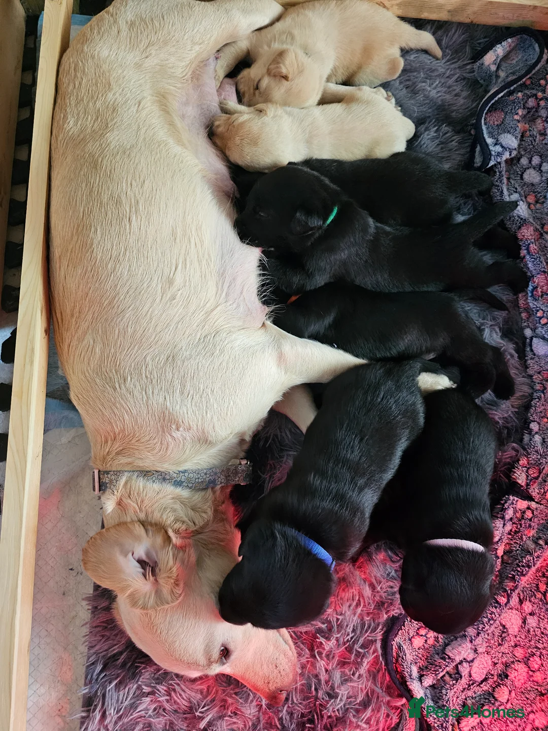 Labrador Retriever dogs for sale: Labrador puppies for sale - Advert 19
