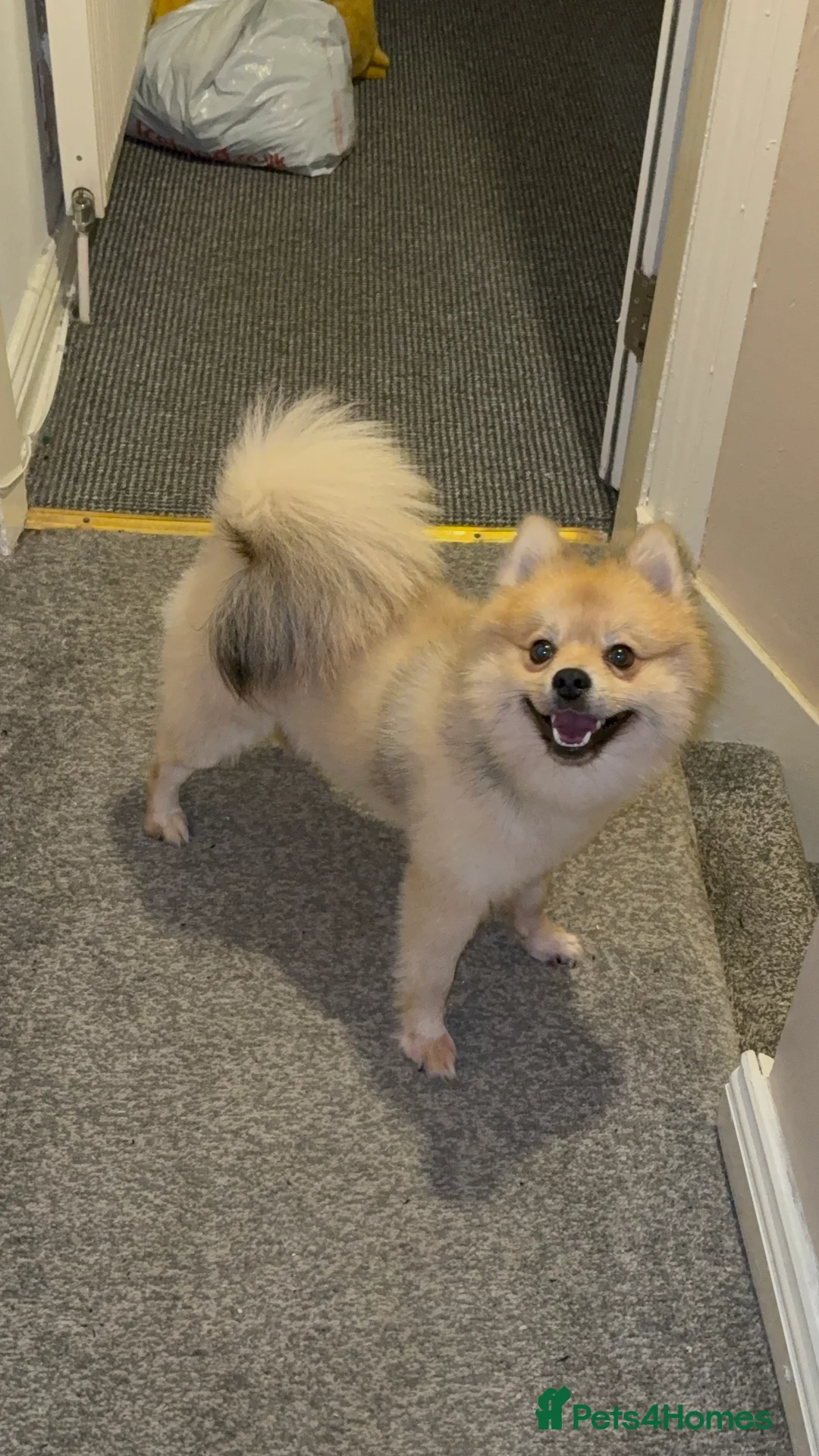 Pomeranian dogs for stud: Pure-Bred Pomeranian Male, FOR STUD - Advert 8