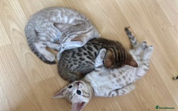 Bengal cats for sale: F5 TICA REGISTERED SNOW AND BROWN BENGALS - Image 1