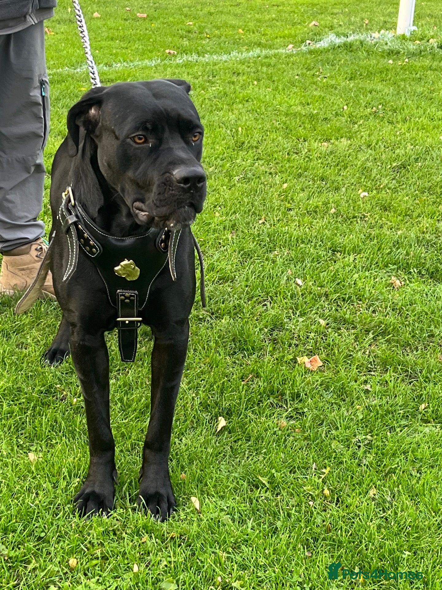 Cane Corso dogs X4 female cane corso  - Advert 2