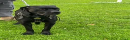Cane Corso dogs for sale: X4 female cane corso  - Advert 1