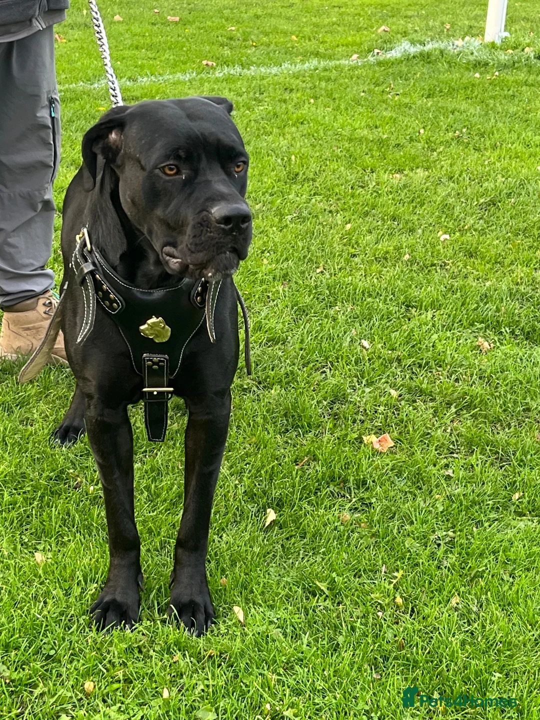 Cane Corso dogs for sale: X4 female cane corso  - Advert 1