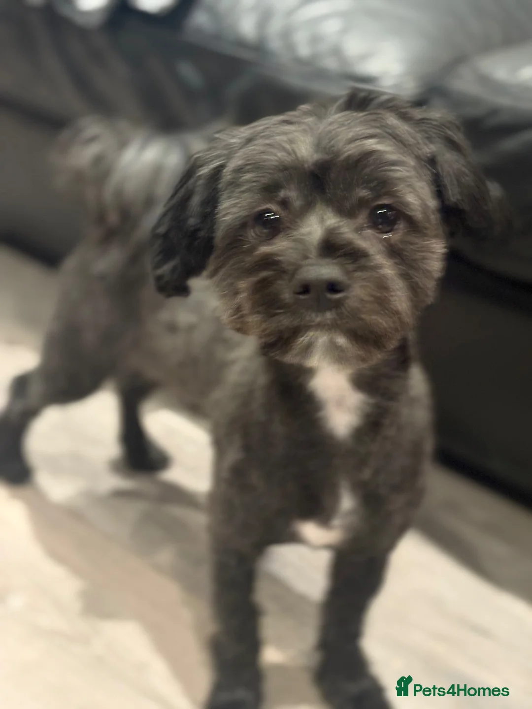 Maltipoo dogs for sale: Male Maltipoo  in Bury - Advert 6