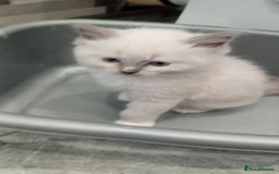 Ragdoll cats for sale: 6 ragdoll kittens  - Image 12