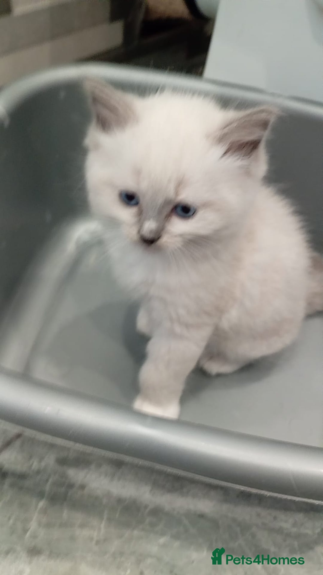 Ragdoll cats for sale: 6 ragdoll kittens  - Image 12