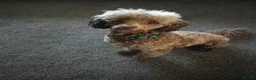 Toy Poodle dogs for stud: KC Reg Brown Toy Poodle For Stud - Advert 3
