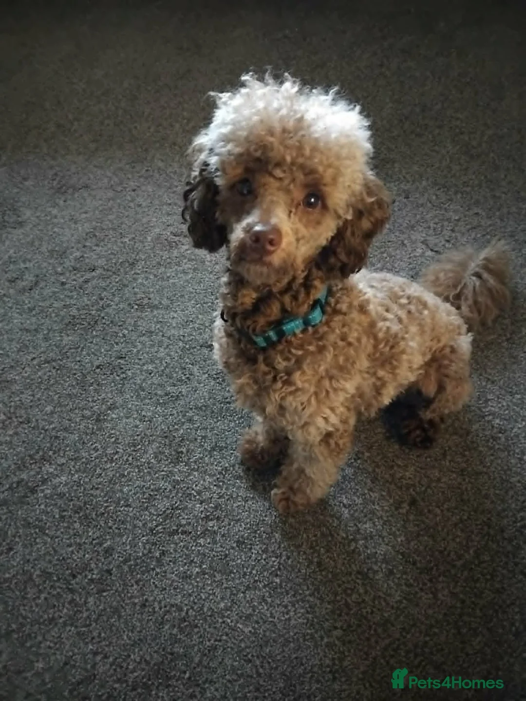 Toy Poodle dogs for stud: KC Reg Brown Toy Poodle For Stud - Advert 3