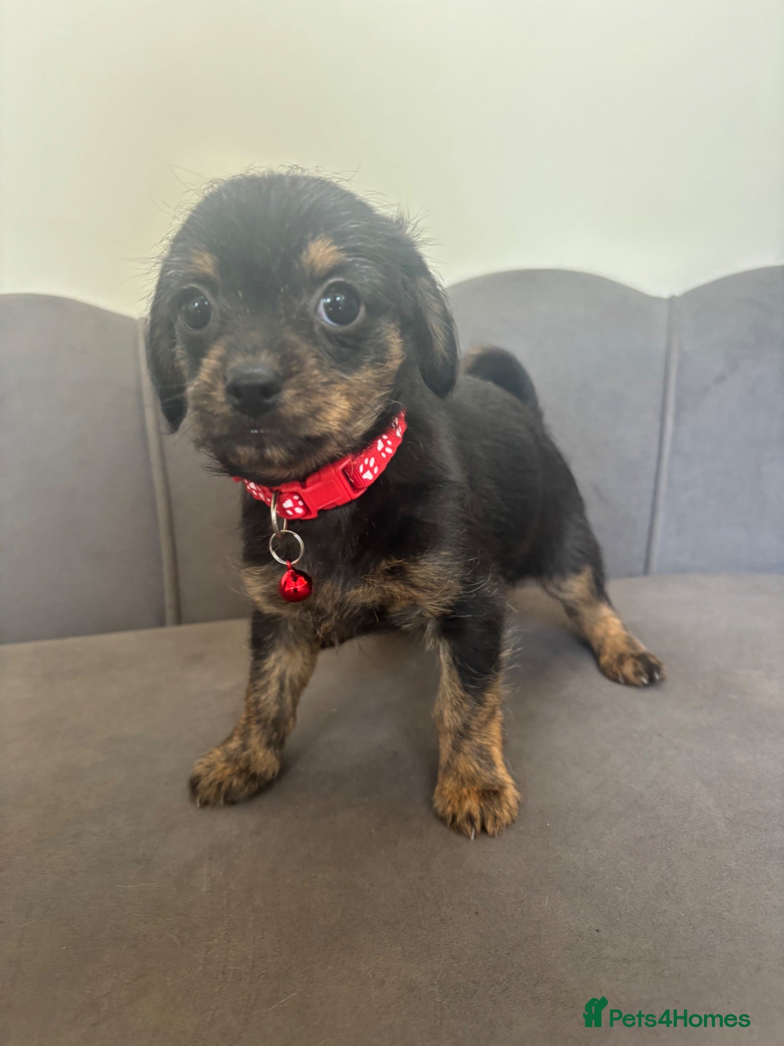Chipoo dogs Ready Now Chipoo Pups - Advert 1