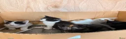 Mixed Breed cats for sale: Adorable kittens for sale in Liverpool - Advert 6