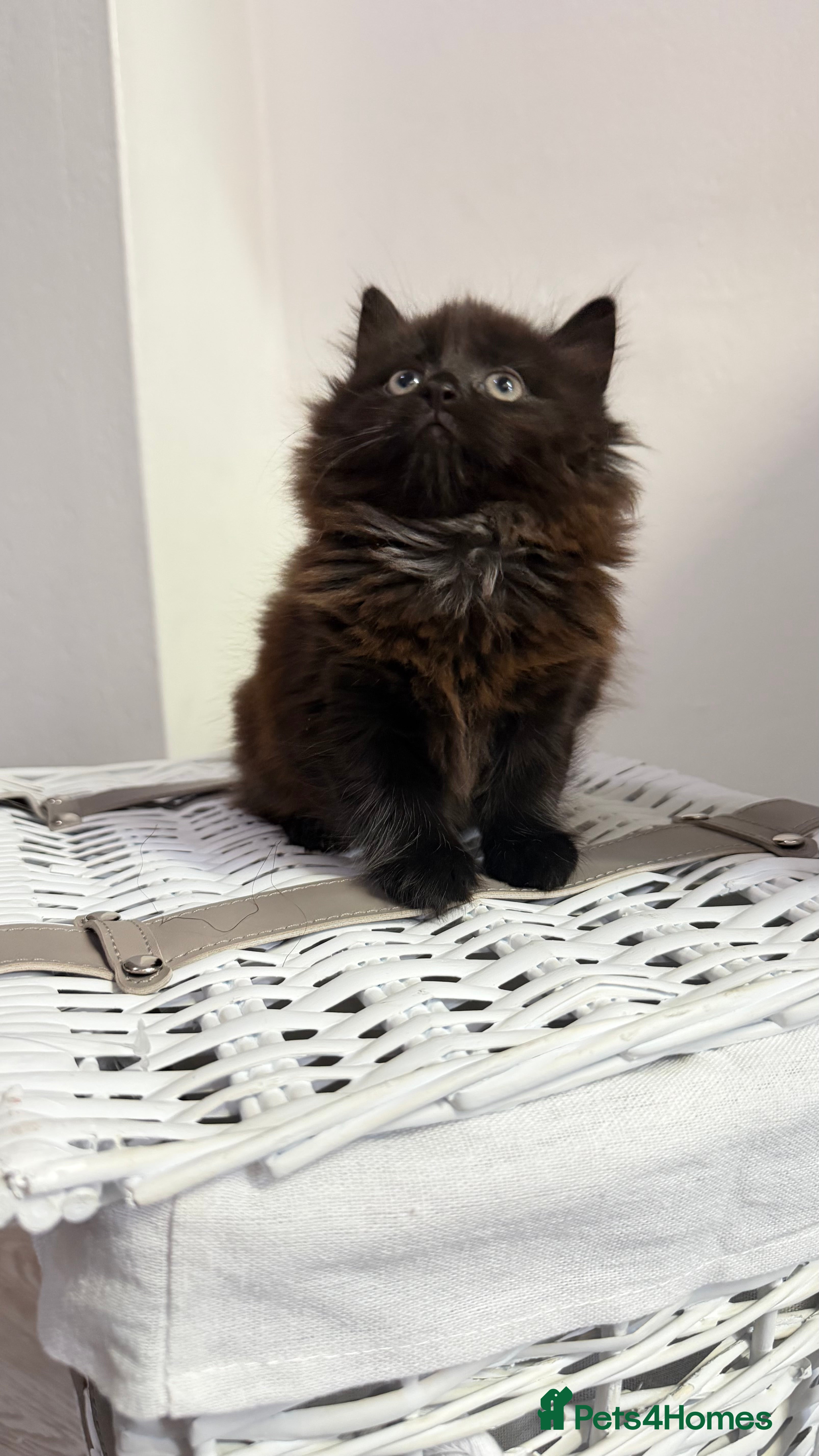 Mixed Breed cats Mixed bsh kittens looking forever homes  - Advert 1