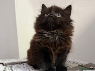 Mixed Breed cats Mixed bsh kittens looking forever homes - Advert 2
