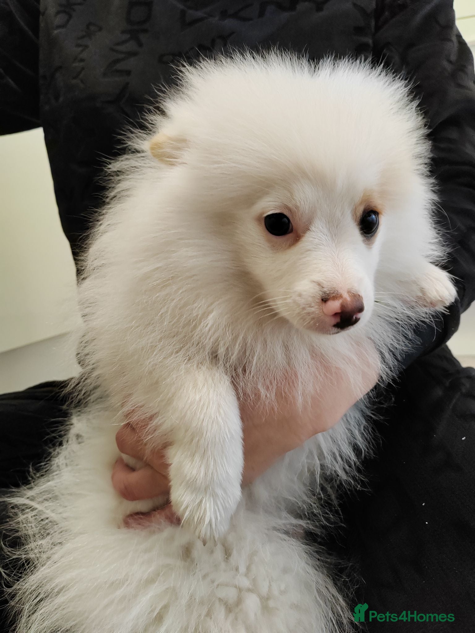 Pomeranian dogs 1 POMERANIAN BOY for SALE!!!  - Advert 10