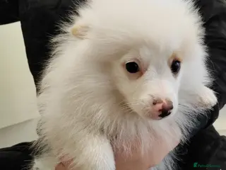 Pomeranian dogs 1 POMERANIAN BOY for SALE!!! - Advert 1