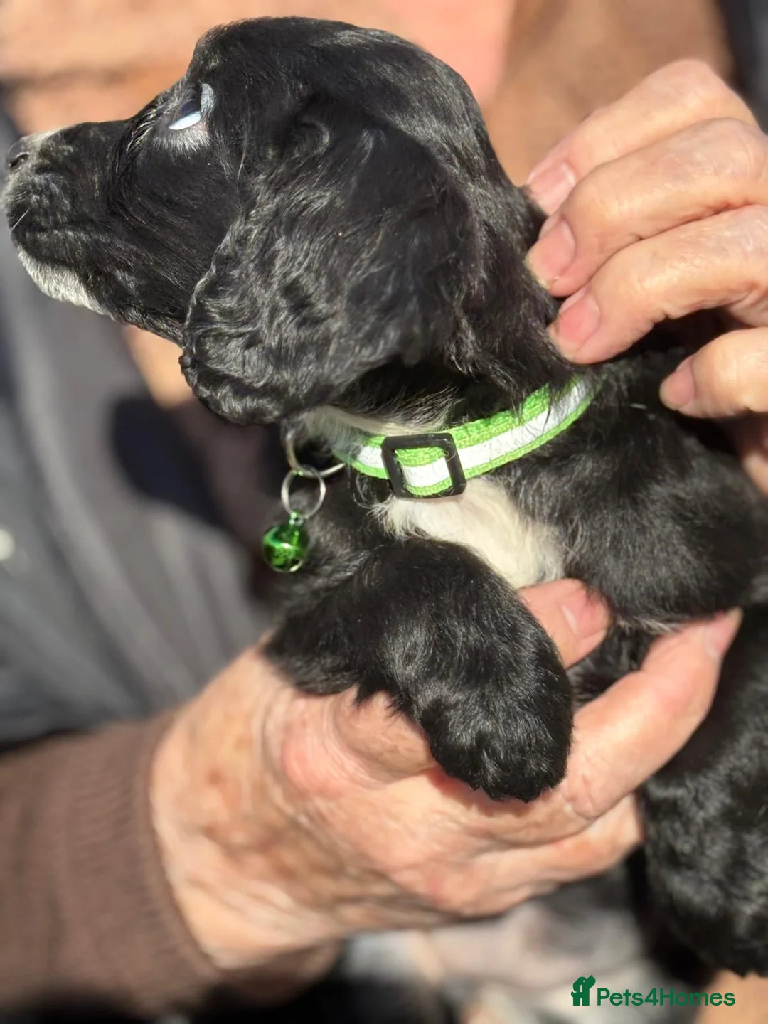 Cockapoo dogs for sale: Cockapoo puppies  in Slough - Advert 8