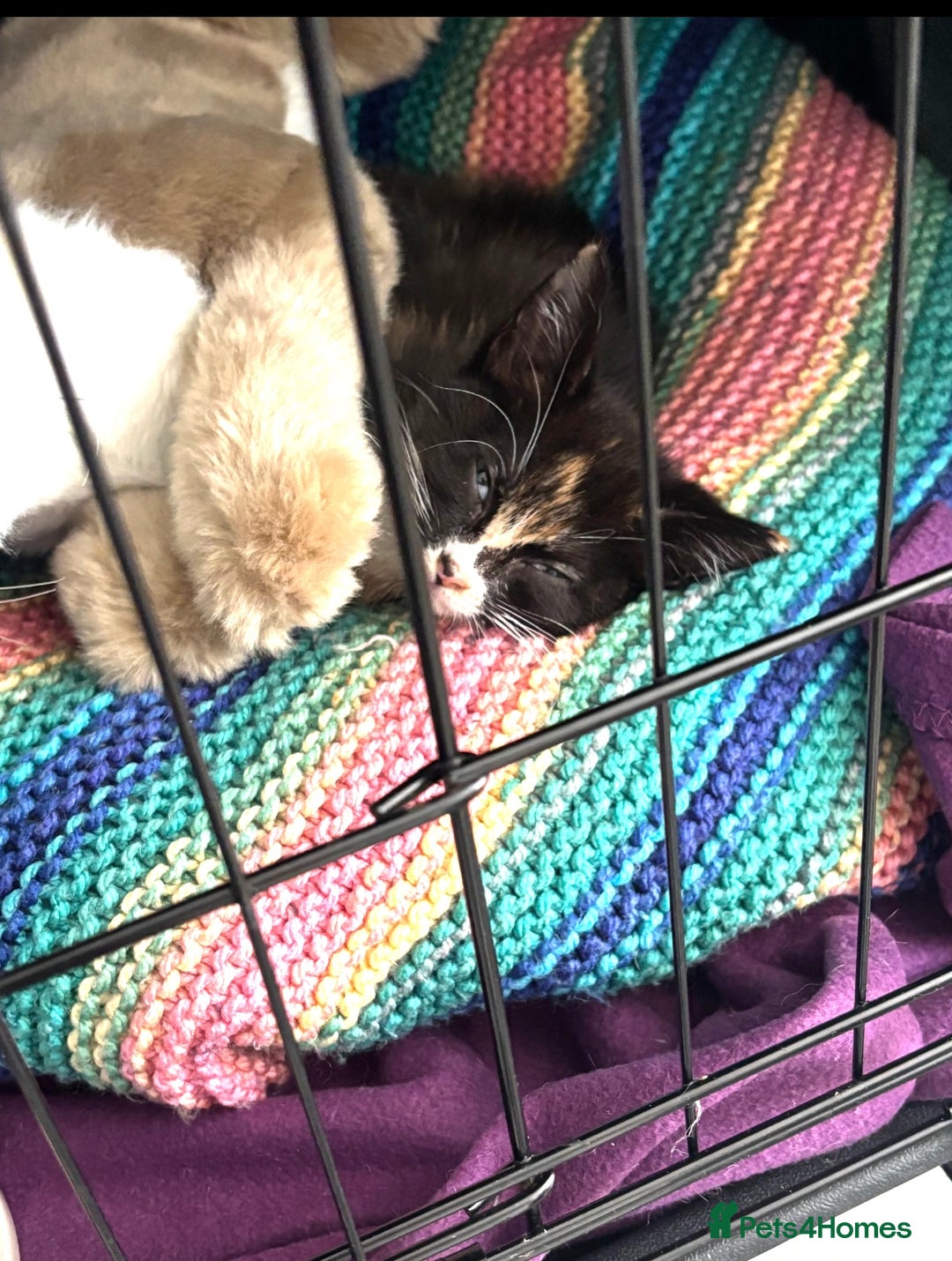 Domestic Shorthair cats for adoption: Adopt from Cats in Crisis East London  - Advert 4