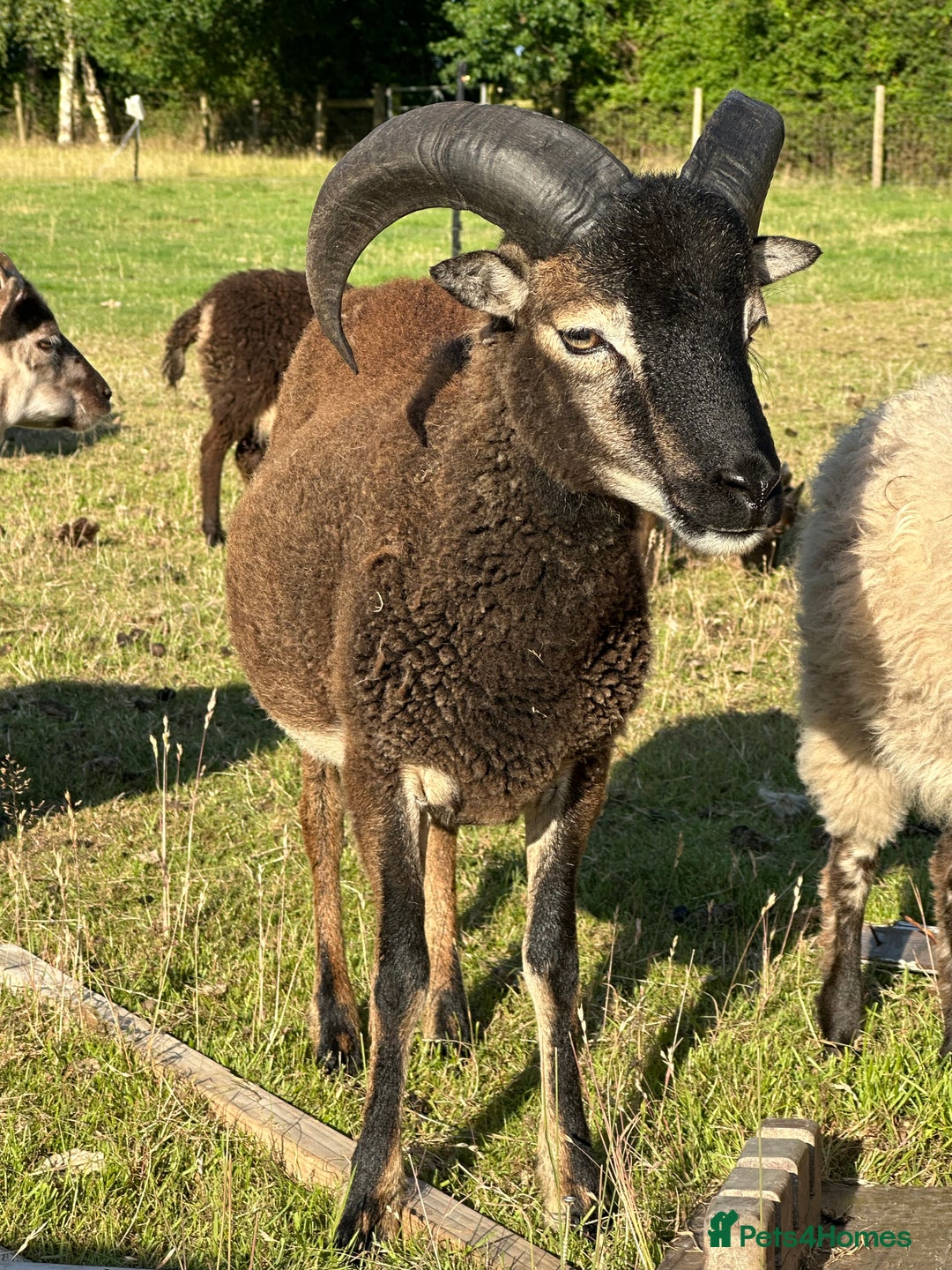 Sheep livestock for sale: 1 Year old Soay cross Boreray Ram for sale.  - Image 5