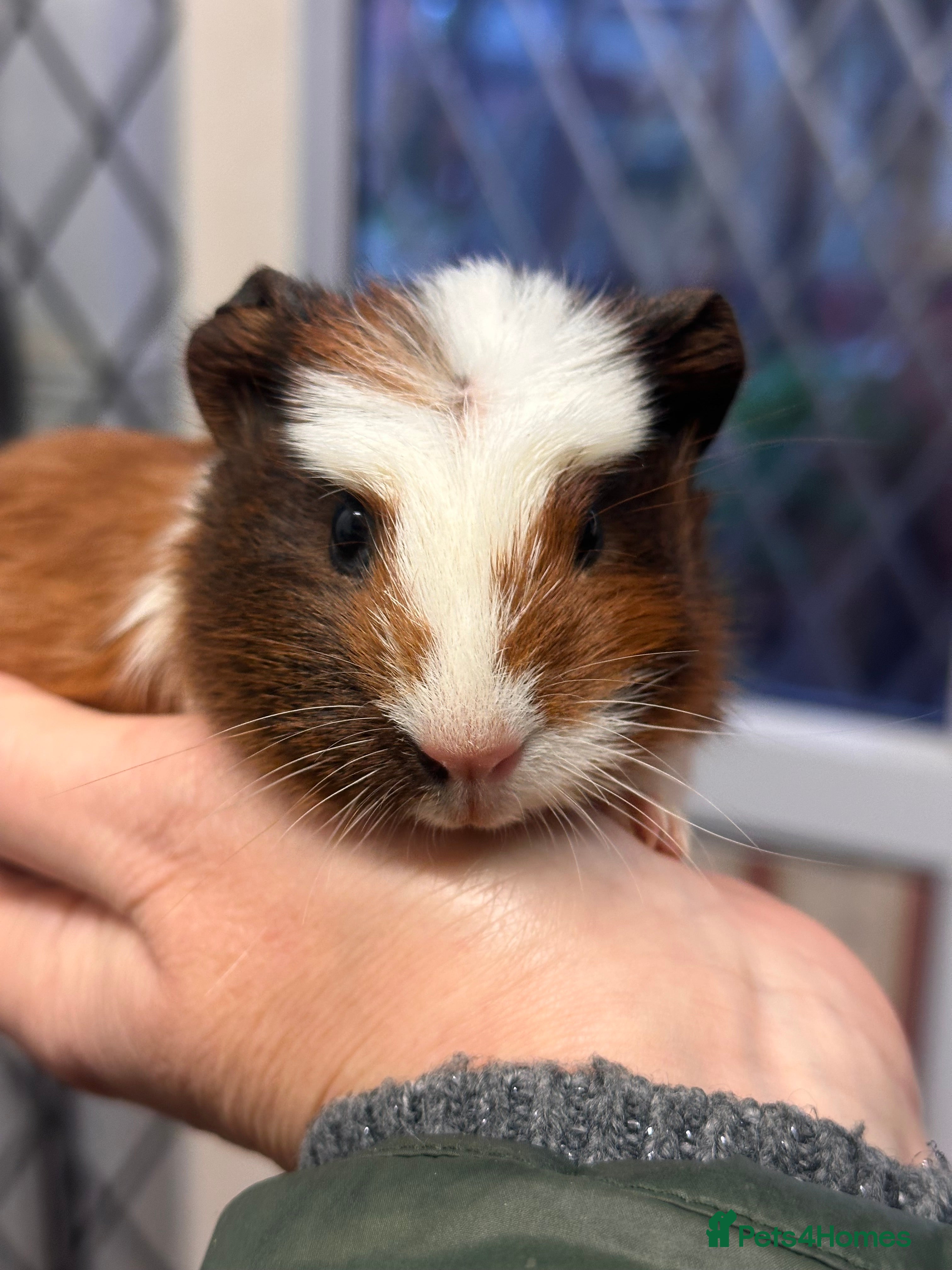 Guinea Pig rodents Gorgeous baby Guineapigs  - Advert 1