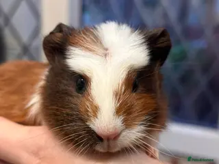 Guinea Pig rodents Gorgeous baby Guineapigs - Advert 1