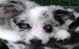 Border Collie dogs for sale: Stunning litter of blue merle border collies - Image 2