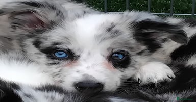 Border Collie dogs - Advert 2