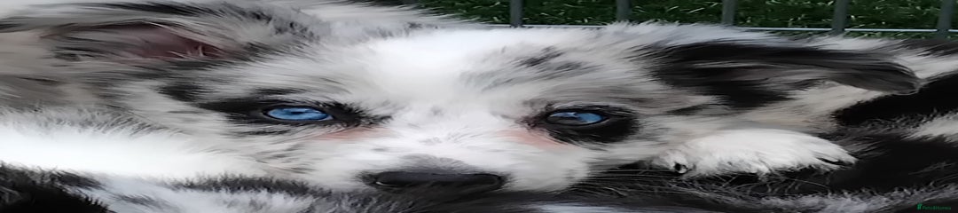 Border Collie Puppy 6