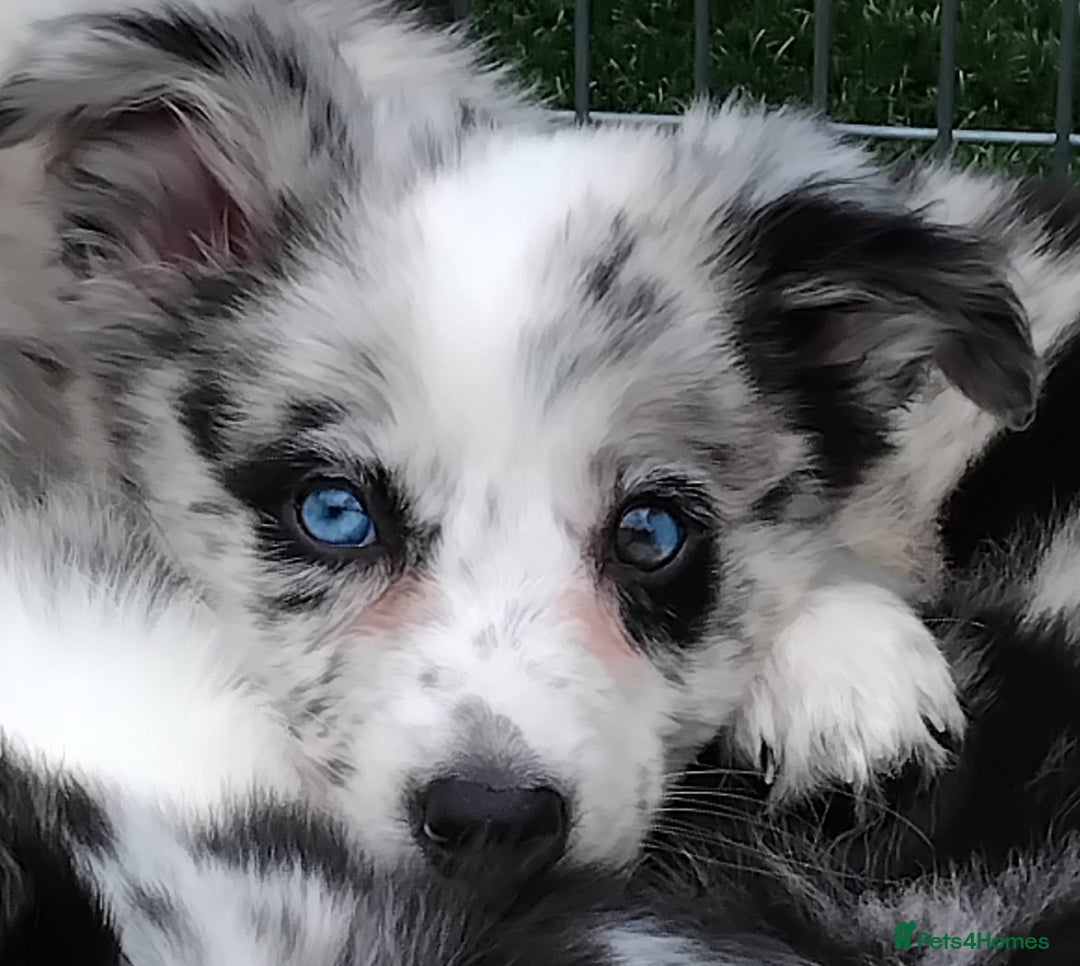 Border Collie dogs for sale: Stunning litter of blue merle border collies - Image 2