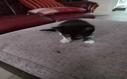 Domestic Shorthair cats for sale: Fluffy kittens  - Image 8