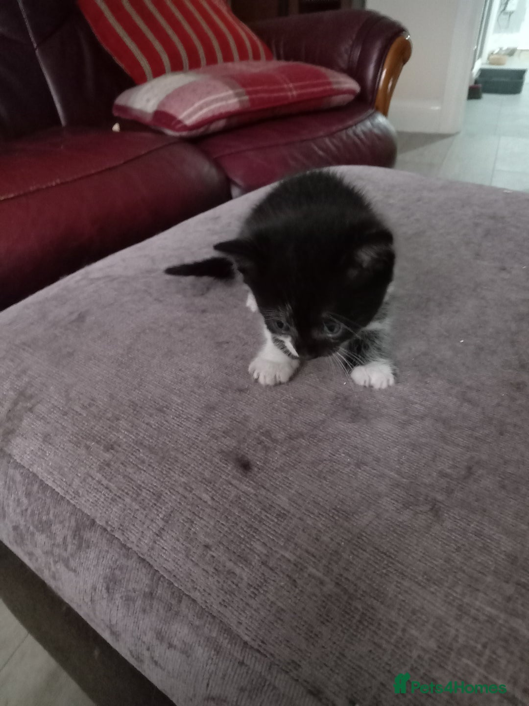 Domestic Shorthair cats for sale: Fluffy kittens  - Image 8