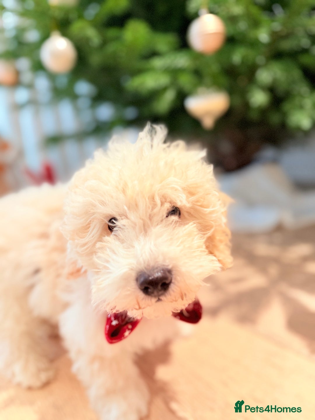 Maltipoo dogs for sale: Maltipoo puppy - Advert 7