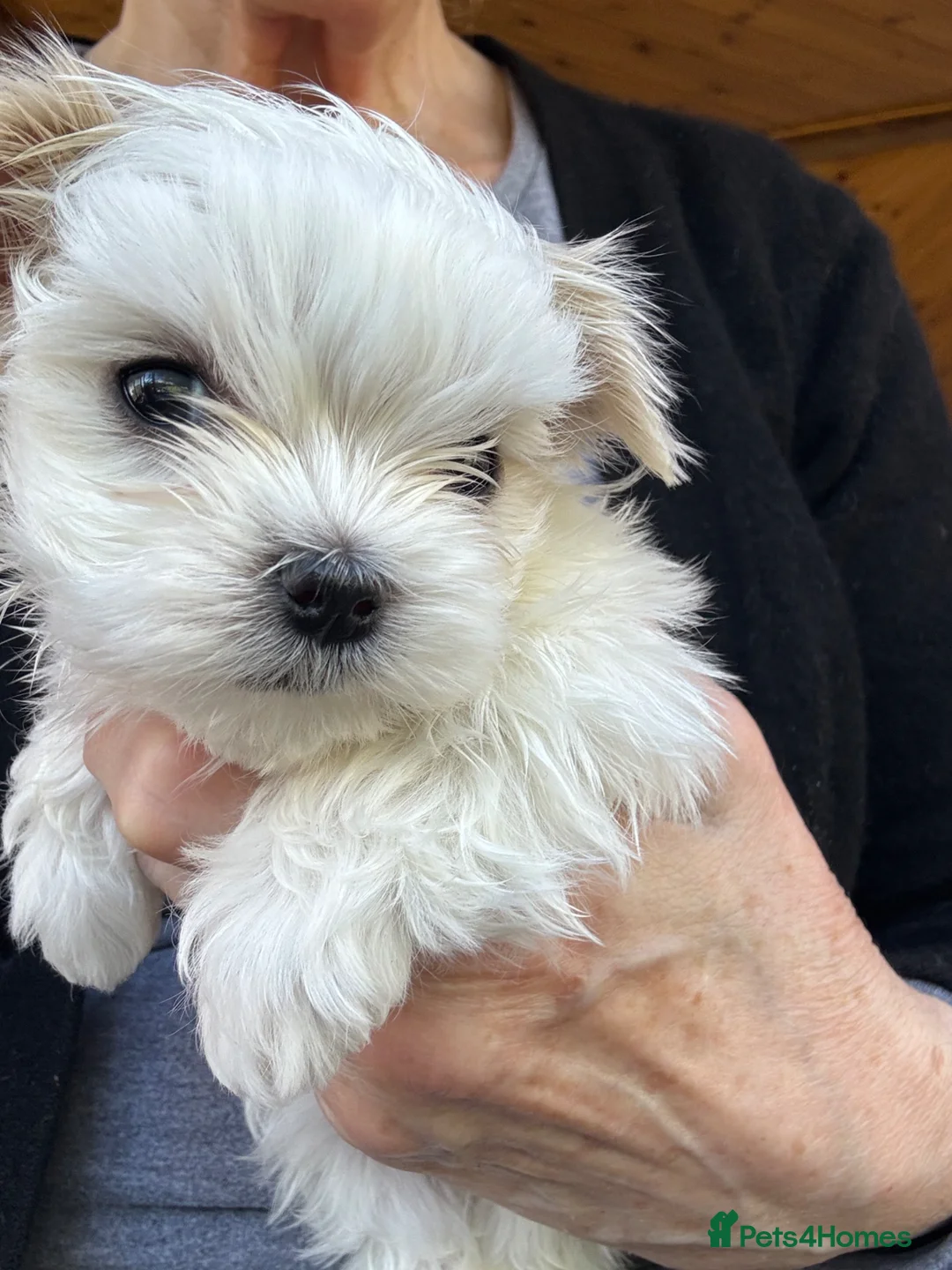 Maltese dogs for sale: Kennel Club registered pretty Maltese puppies in Chelmsford - Advert 1