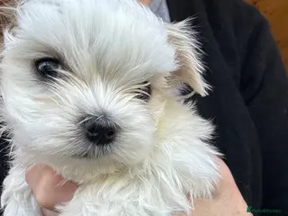 Maltese dogs Kennel Club registered pretty Maltese puppies - Advert 8