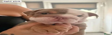 English Bulldog 2