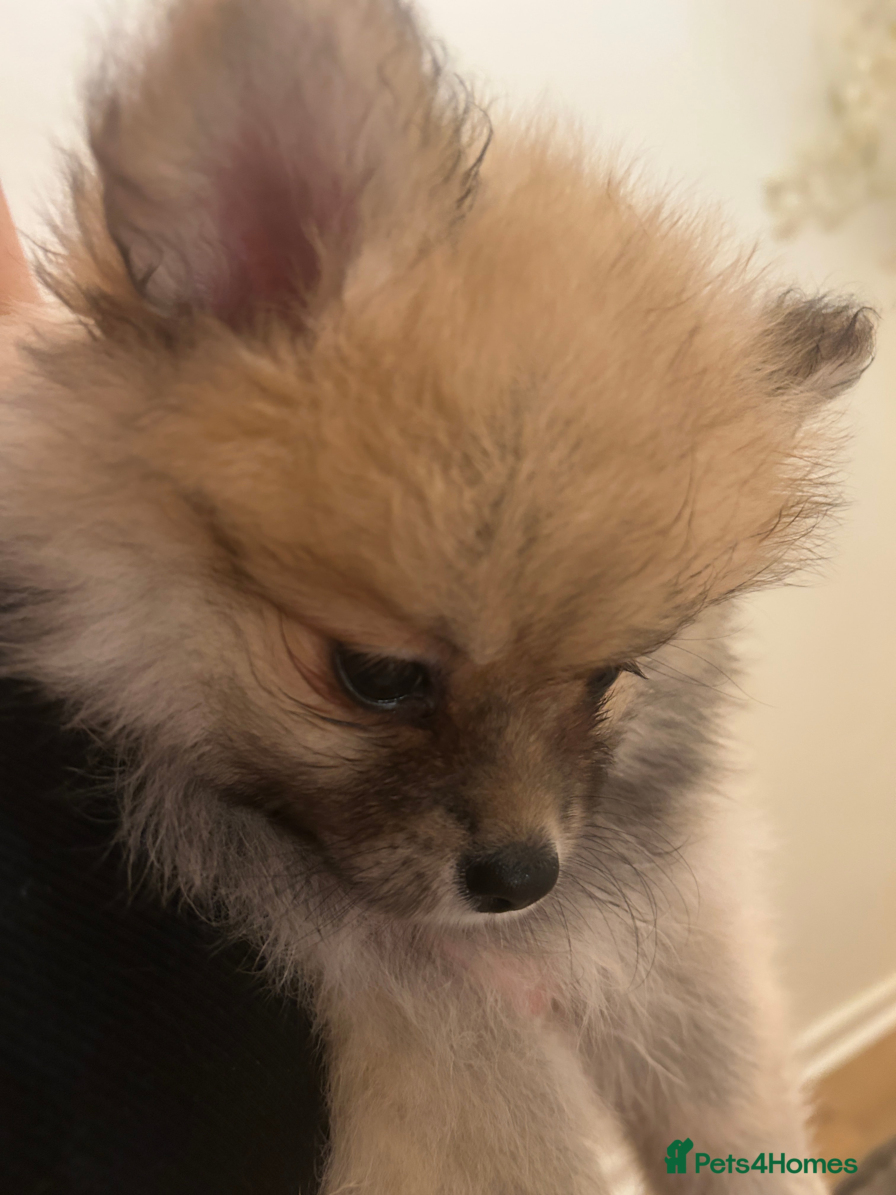 Pomeranian dogs Ready now***tiny teddy faced Pomeranian baby’s.  - Advert 1