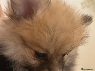 Pomeranian dogs Ready now***tiny teddy faced Pomeranian baby’s. - Advert 1