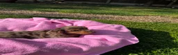 Dachshund dogs for sale: Mini long hair Dachshunds for sale - Advert 6