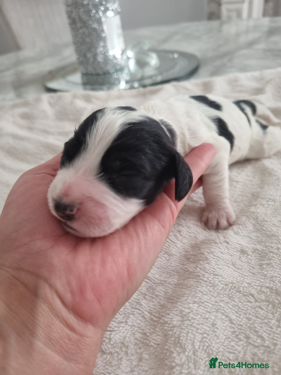 Cocker Spaniel dogs for sale: Stunning litter of cocker spaniels  - Image 2