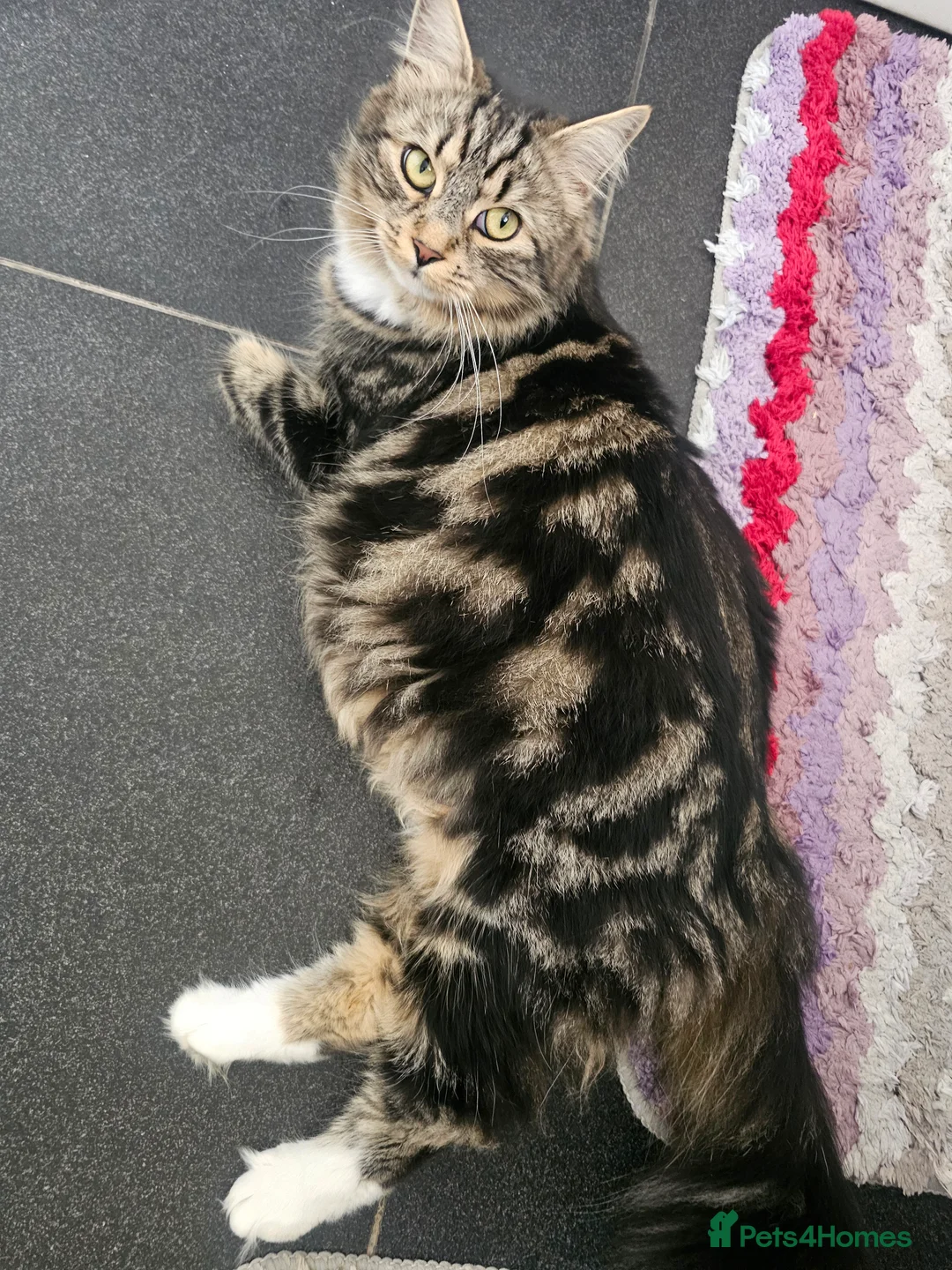 Maine Coon cats for sale:  Beautiful Siberian x Maine Coon Kittens Available - Advert 1