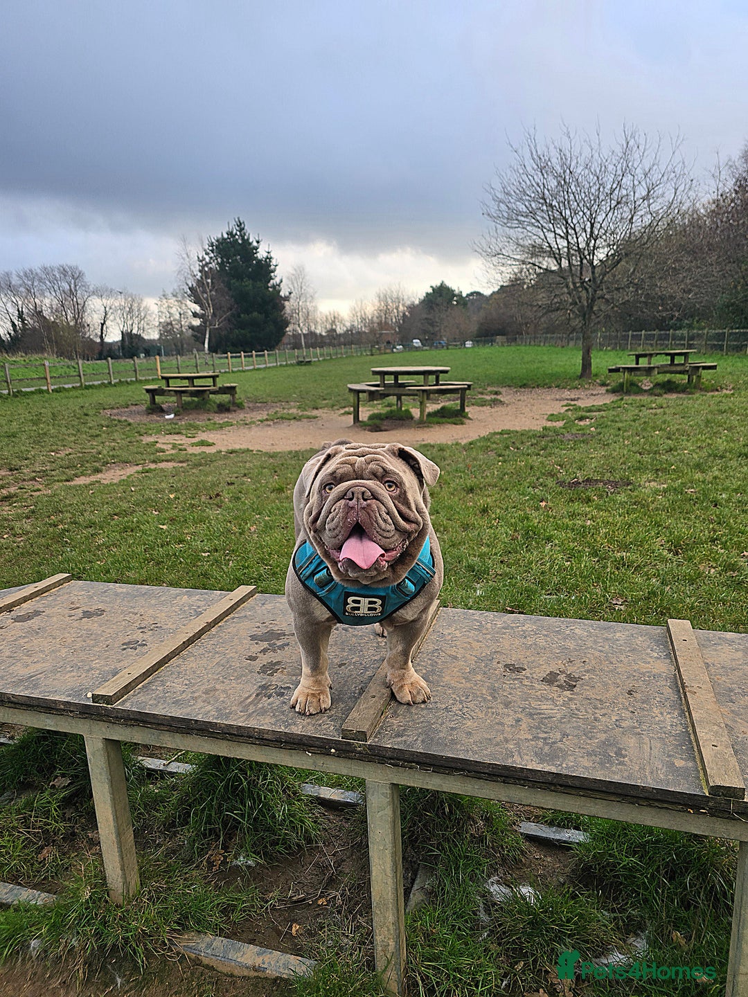 English Bulldog dogs for stud: Lowkey *Proven stud* RARE DNA, top blood lines  - Advert 1