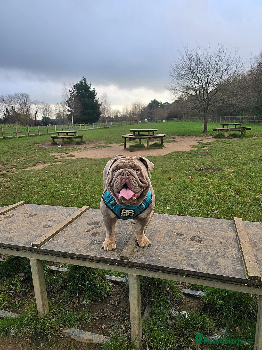 English Bulldog dogs for stud: Lowkey *Proven stud* RARE DNA, top blood lines  - Advert 1